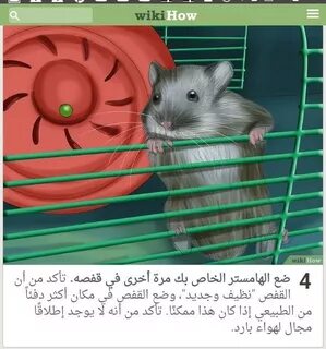 Pin by وردة فيرساي on حيوناتي الاليفة Hamster, Animals