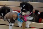 Pomsky Puppies For Sale Charleston, WV #254610 Petzlover