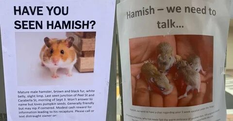 Lost Hamster Posters Detail a Dramatic Hamster Journey
