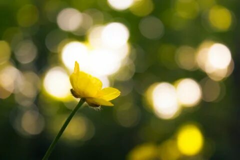 flowers, Bokeh, Sun, Leaves, Norway Wallpapers HD / Desktop 