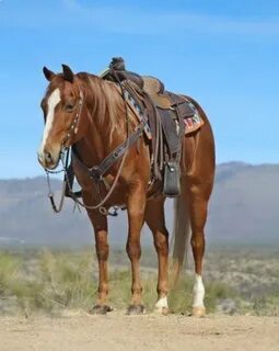 Cody Horse Sale, Downtown Cody Wyoming, Events in Cody