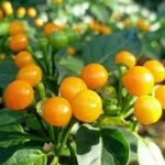 HEIRLOOM NON GMO Aji Charapita Hot Pepper 15 seeds