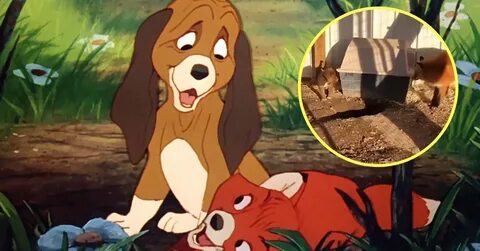 WATCH: Real Life 'The Fox And The Hound' Best Friends