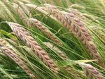 Opportunities increase for winter malting barley - Brownfiel