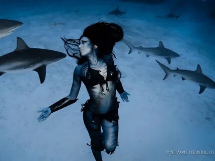 Танцы с тигровыми акулами (12 фото) - Фрикции. Animals - Бло