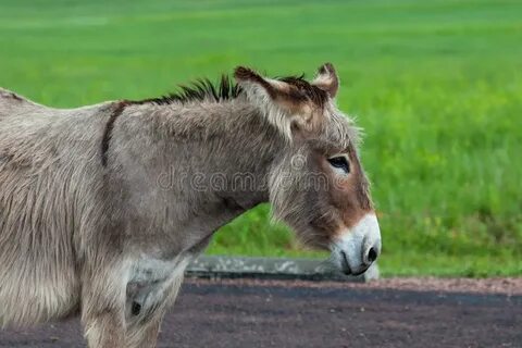 37,746 Donkey Photos - Free & Royalty-Free Stock Photos from