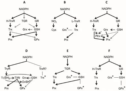 Molecules Free Full-Text The Architecture of Thiol Antioxida