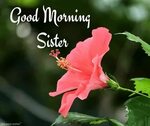 120+ Lovely Good Morning Wishes for Sister HD Images and Gre