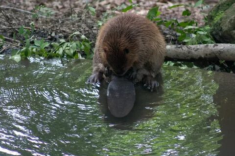 Gratuitous beaver shots - Kat's Den