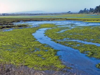 Wetlands,protected,area,bird sanctuary,water - free photo fr