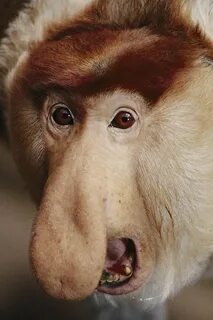 Proboscis Monkeys The males have big noses to make horn like