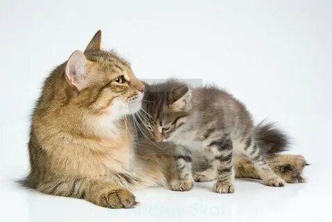 Cat And Kitten - License, download or print for £ 7.44 Photo