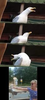 Seagull Meme Boi