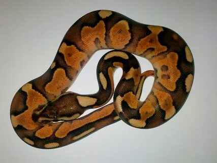 Cinnamon Enchi Fire Mojave - Morph List - World of Ball Pyth