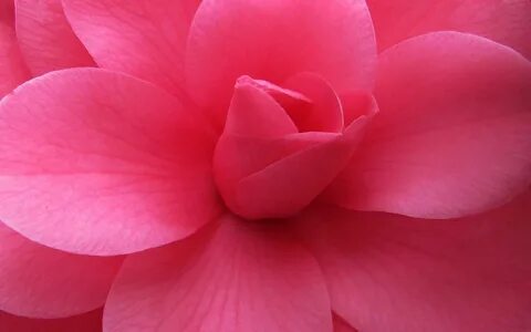 HD desktop wallpaper: Pink, Flower, Plant, Macro, Petals dow