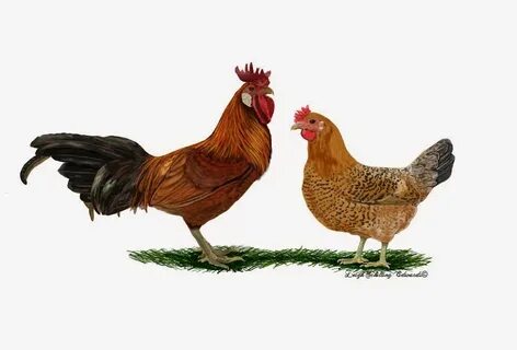 Natural Chicken Keeping: Pictures of Chicks and Chicken Artw