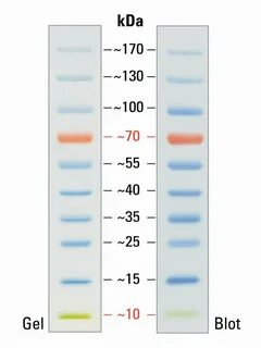 Thermo Scientific PageRuler Prestained Protein Ladder, 10 to