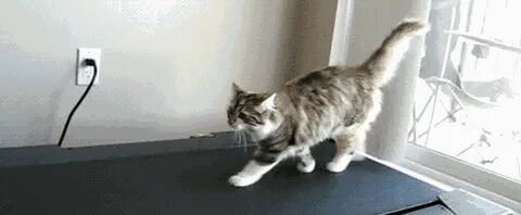 Katze allein zu Haus -Vorstellung vs. Realität