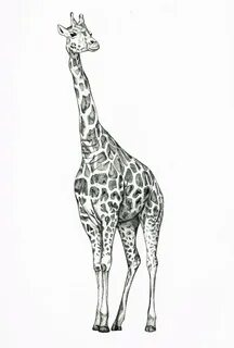 Drawings of giraffes