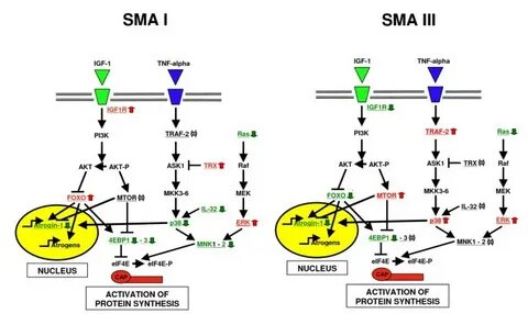 Different atrophy-hypertrophy transcription pathways in musc