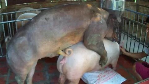 Pig Mating Long Times ★ Big Boar vs Small Sow ★ The Animal W