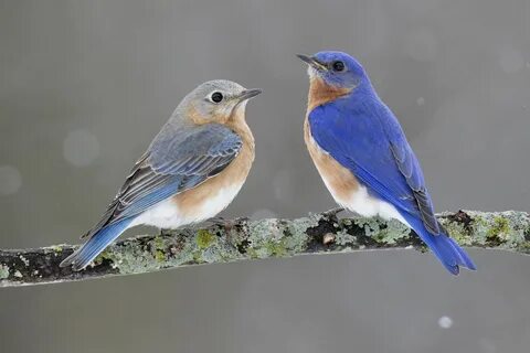 ✔ Eastern bluebird (Sialia sialis) Blue bird art, Blue bird,