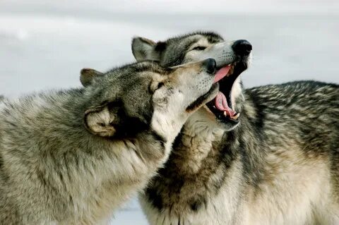 Wallpaper : wildlife, wolf, fur, Siberian Husky, Alaskan Mal