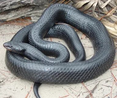 Eastern Indigo Snake - Wildlife Leadership Academy