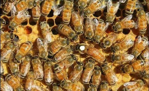 Бакфаст порода пчел: их недостаток, характеристика и особенн
