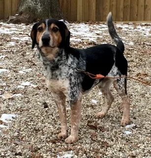 bluetick coonhound australian shepherd mix Online Shopping