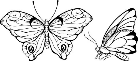 The Monarch Butterfly Danaus Plexippus Vector Stock Vector -