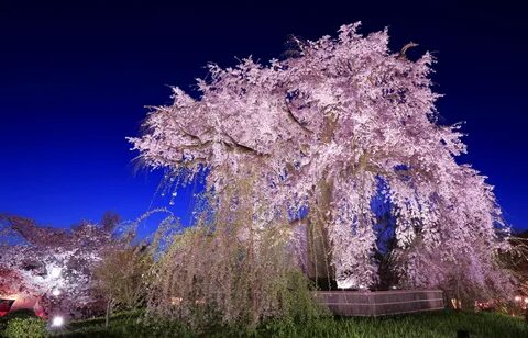 Japanese cherry blossom tree photo