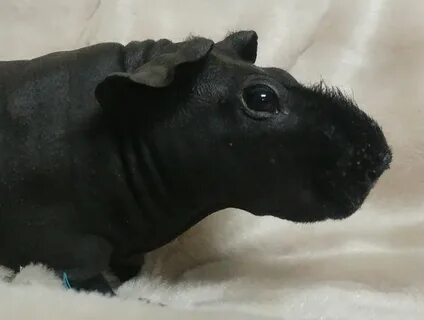 8 Hairless Guinea Pigs That You Could Mistake For Tiny Hippo