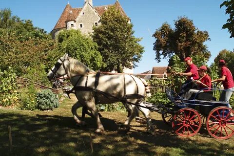 File:Attelage Percheron Parcour Cl J weber0003 (23975399362)