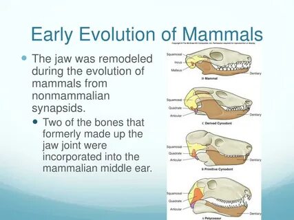 PPT - Mammals PowerPoint Presentation, free download - ID:11