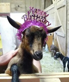Goats, goats everywhere... Happy birthday baby, Happy birthd