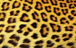 Фон леопард зеленый (138 фото) " ФОНОВАЯ ГАЛЕРЕЯ КАТЕРИНЫ АС