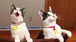 Funny Cats Reaction - Album on Imgur