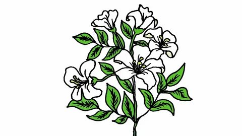 The Best 24 Sampaguita Flower Drawing Easy - Etarde Wallpape