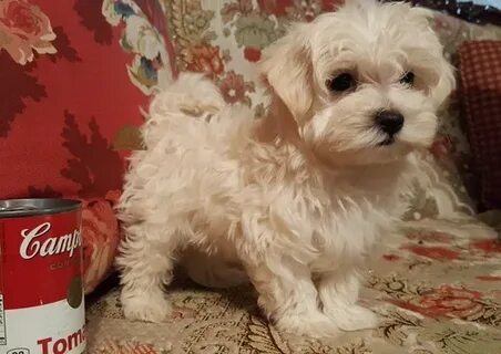 View Ad: Maltipoo Puppy for Sale near Texas, AZLE, USA. ADN-