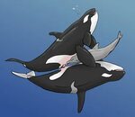 The Big ImageBoard (TBIB) - anatomically correct cetacean do