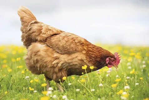 The oddest thing people are stockpiling? Hens The Spectator