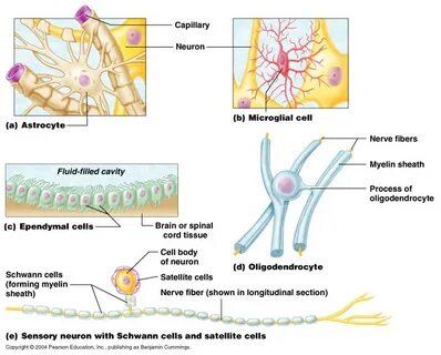 Neuroglial Cells Labeled - Фото база