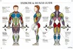 Exercise and Muscle Guide Muscle anatomy, Workout chart, Bod