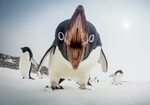 Останки "пингвина-монстра" обнаружены в Новой Зеландии (ФОТО