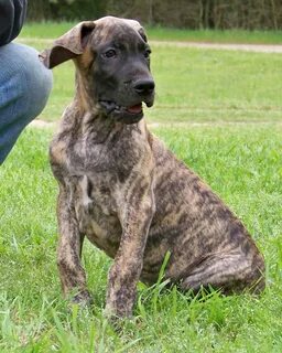 Newest great dane puppies akc Sale OFF - 71