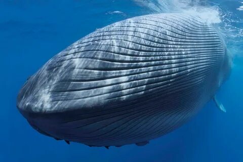 Большой синий кит - гигант планеты Земля. Описание и фото си