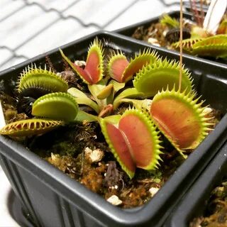 Gambar Bunga Venus Flytrap Pickini