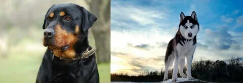 Alaskan Husky vs Rottweiler - Breed Comparison Petzlover