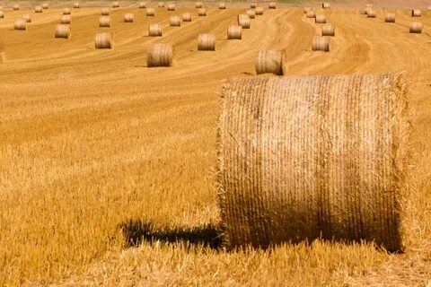 Free Images : field, farm, wheat, prairie, food, harvest, cr